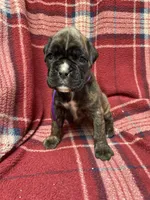 Purple, a female Boxer for sale in Linesville, PA – 2 of 8