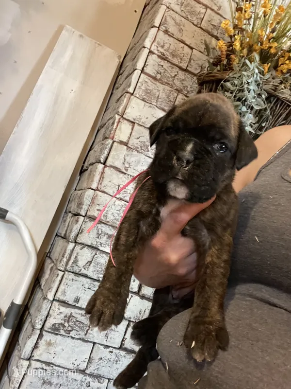Pink – Boxer puppy for sale in Linesville, PA