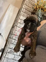 Pink, a female Boxer for sale in Linesville, PA – 1 of 10
