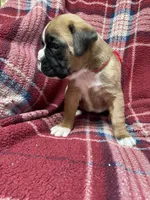 Red, a female Boxer for sale in Linesville, PA – 5 of 10