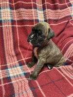 Pink, a female Boxer for sale in Linesville, PA – 3 of 10
