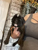 Orange, a female Boxer for sale in Linesville, PA – 7 of 8