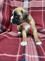 Red, a female Boxer for sale in Linesville, PA – 3 of 10