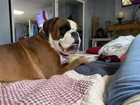 Black, a male Boxer for sale in Linesville, PA – 7 of 8