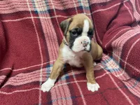 Black, a male Boxer for sale in Linesville, PA – 2 of 8
