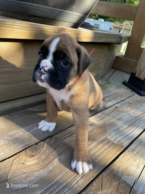 Red – Boxer puppy for sale in Linesville, PA