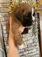 Red, a female Boxer for sale in Linesville, PA – 4 of 10