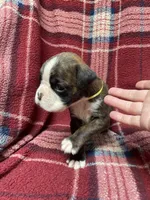 Yellow, a female Boxer for sale in Linesville, PA – 4 of 9