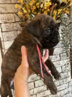 Pink, a female Boxer for sale in Linesville, PA – 8 of 10