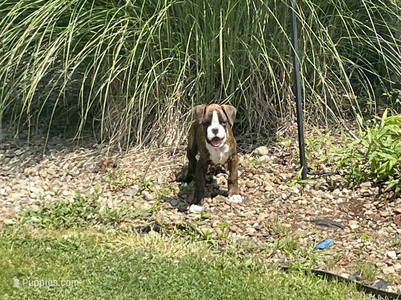 Yellow – Boxer puppy for sale in Linesville, PA
