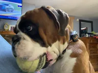 Yellow, a female Boxer for sale in Linesville, PA – 9 of 9