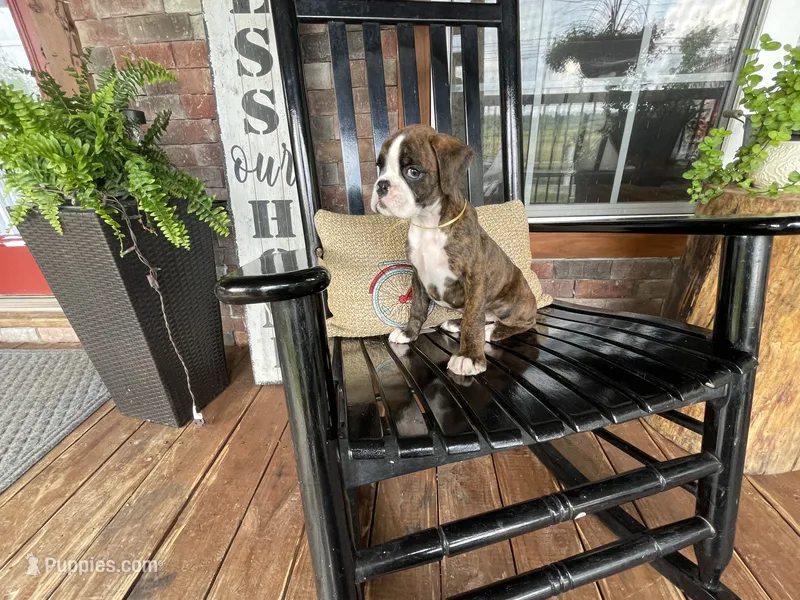 Yellow – Boxer puppy for sale in Linesville, PA