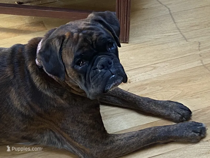 Red – Boxer puppy for sale in Linesville, PA