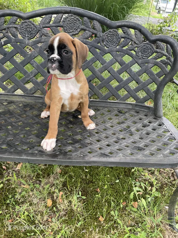 Red – Boxer puppy for sale in Linesville, PA