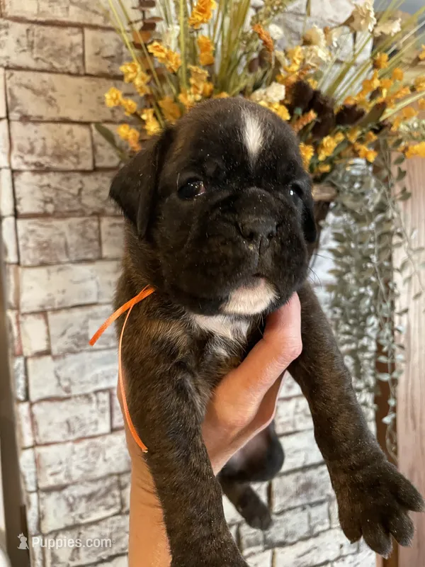 Orange – Boxer puppy for sale in Linesville, PA