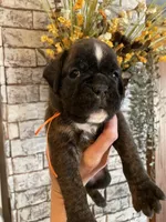 Orange, a female Boxer for sale in Linesville, PA – 1 of 8