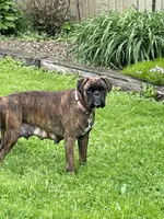 Pink, a female Boxer for sale in Linesville, PA – 9 of 10
