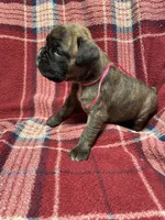 Pink, a female Boxer for sale in Linesville, PA – 10 of 10