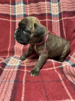 Pink, a female Boxer for sale in Linesville, PA – 7 of 10