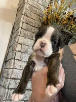 Yellow, a female Boxer for sale in Linesville, PA – 5 of 9