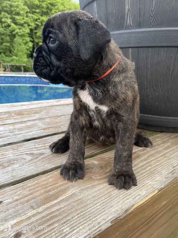 Orange – Boxer puppy for sale in Linesville, PA