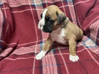 Black, a male Boxer for sale in Linesville, PA – 4 of 8