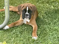 Red, a female Boxer for sale in Linesville, PA – 3 of 3
