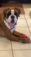 Orange, a female Boxer for sale in Linesville, PA – 6 of 8
