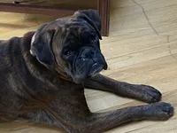 Orange, a female Boxer for sale in Linesville, PA – 4 of 8