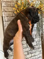 Orange, a female Boxer for sale in Linesville, PA – 8 of 8