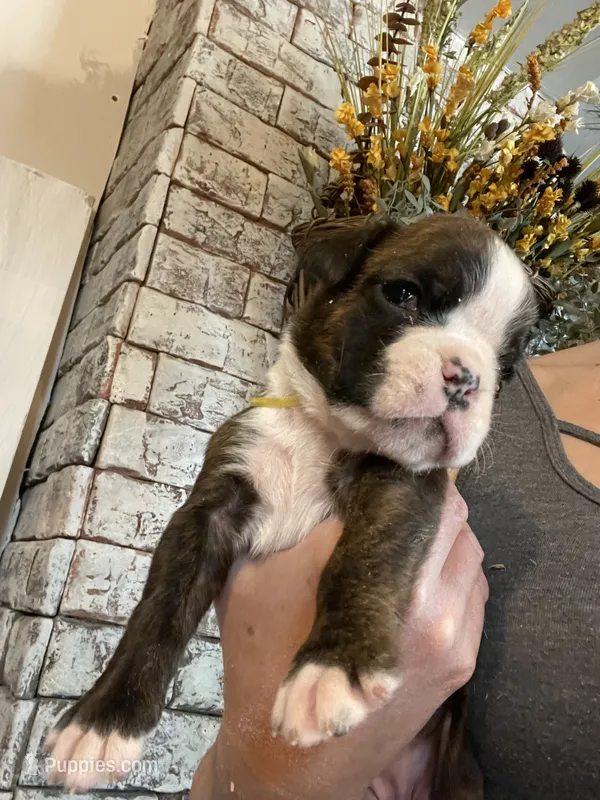 Yellow – Boxer puppy for sale in Linesville, PA