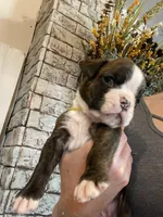 Yellow, a female Boxer for sale in Linesville, PA – 1 of 9