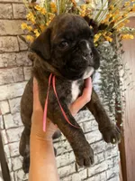 Pink, a female Boxer for sale in Linesville, PA – 4 of 10