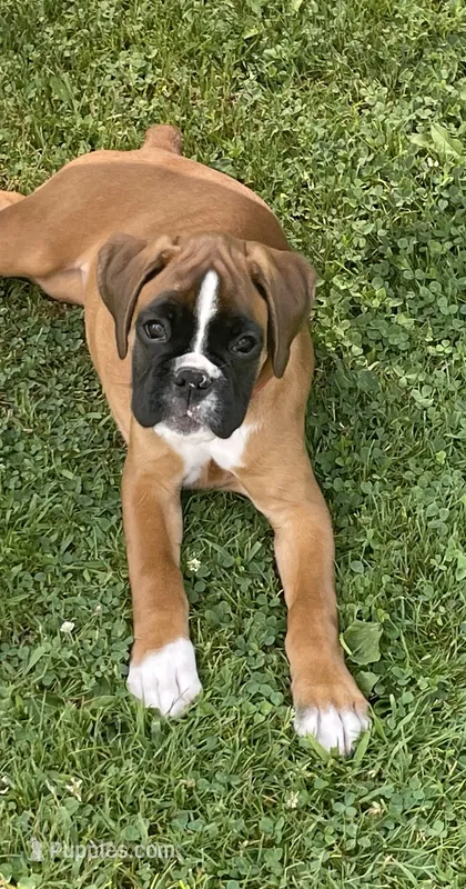 Red – Boxer puppy for sale in Linesville, PA