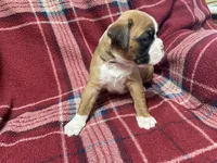 Black, a male Boxer for sale in Linesville, PA – 5 of 8