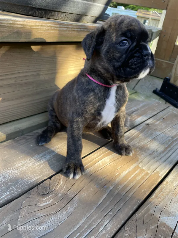 Pink – Boxer puppy for sale in Linesville, PA