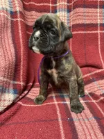 Purple, a female Boxer for sale in Linesville, PA – 3 of 8