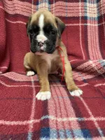 Red, a female Boxer for sale in Linesville, PA – 2 of 10