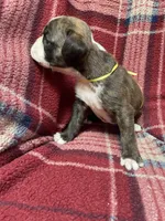 Yellow, a female Boxer for sale in Linesville, PA – 8 of 9