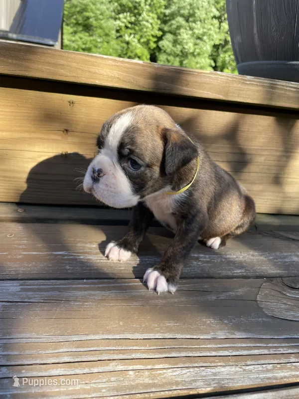 Yellow – Boxer puppy for sale in Linesville, PA
