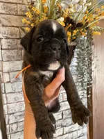 Orange, a female Boxer for sale in Linesville, PA – 3 of 8