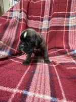 Orange, a female Boxer for sale in Linesville, PA – 5 of 8