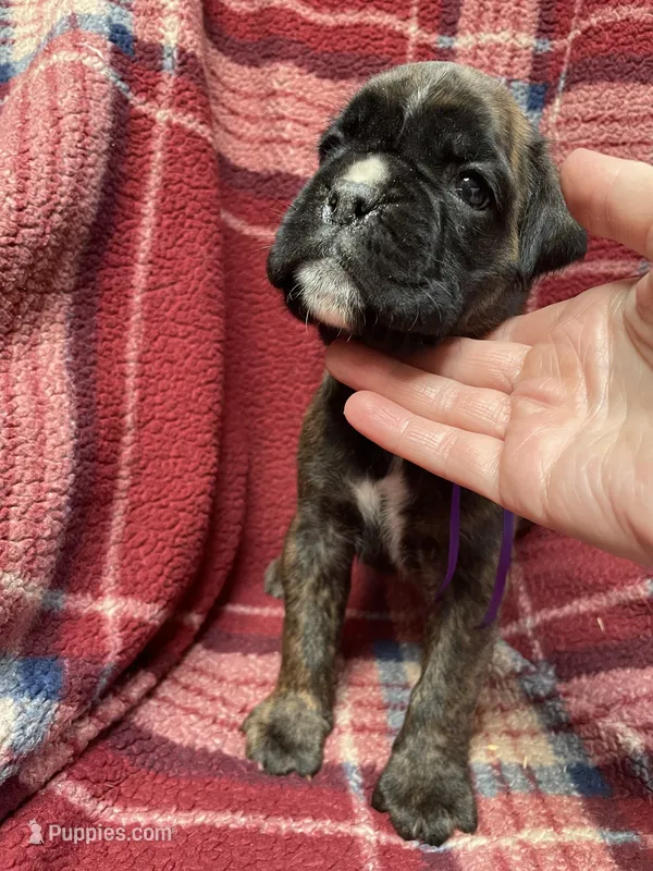 Purple – Boxer puppy for sale in Linesville, PA