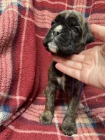 Purple, a female Boxer for sale in Linesville, PA – 1 of 8