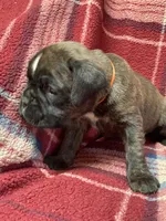 Orange, a female Boxer for sale in Linesville, PA – 2 of 8