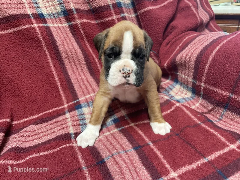 Black – Boxer puppy for sale in Linesville, PA