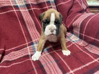 Black, a male Boxer for sale in Linesville, PA – 1 of 8