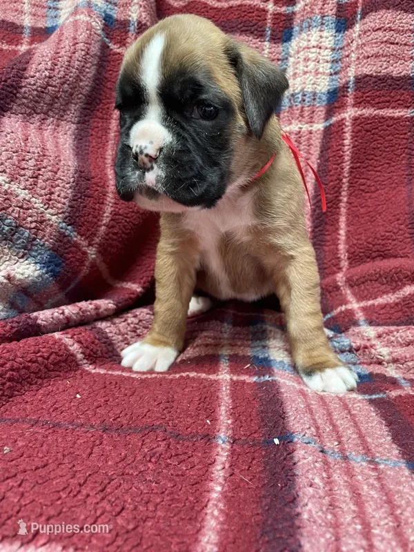 Red – Boxer puppy for sale in Linesville, PA