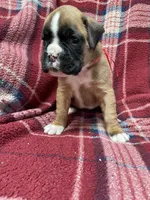 Red, a female Boxer for sale in Linesville, PA – 1 of 10