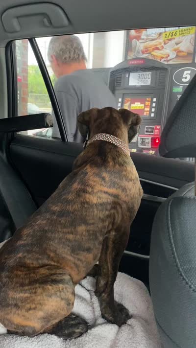 Red, a female Boxer for sale in Linesville, PA – 10 of 10